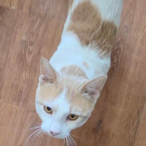 COLOSSUS - Domestic Shorthair available for adoption