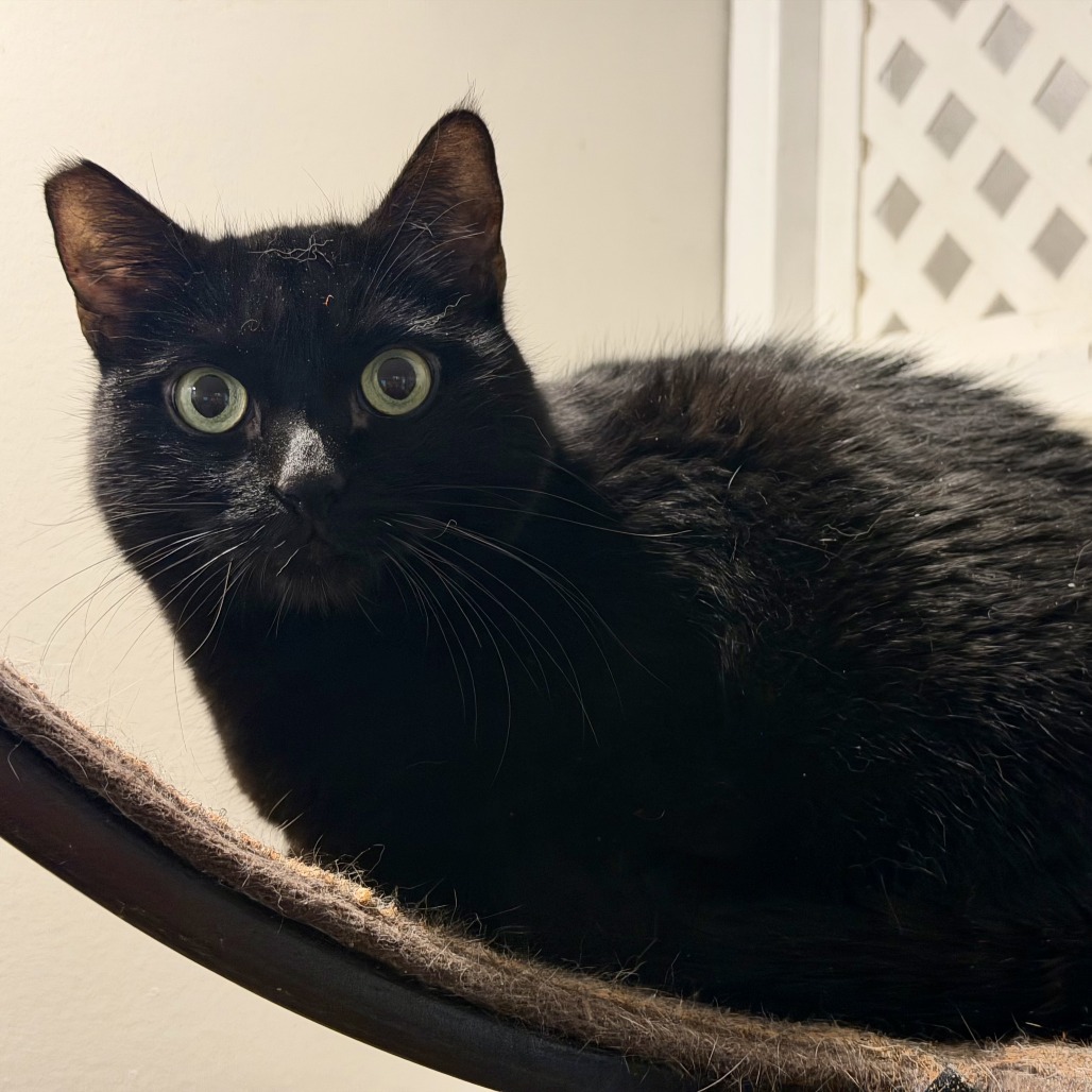 LITTLE GIRL - Domestic Shorthair available for adoption