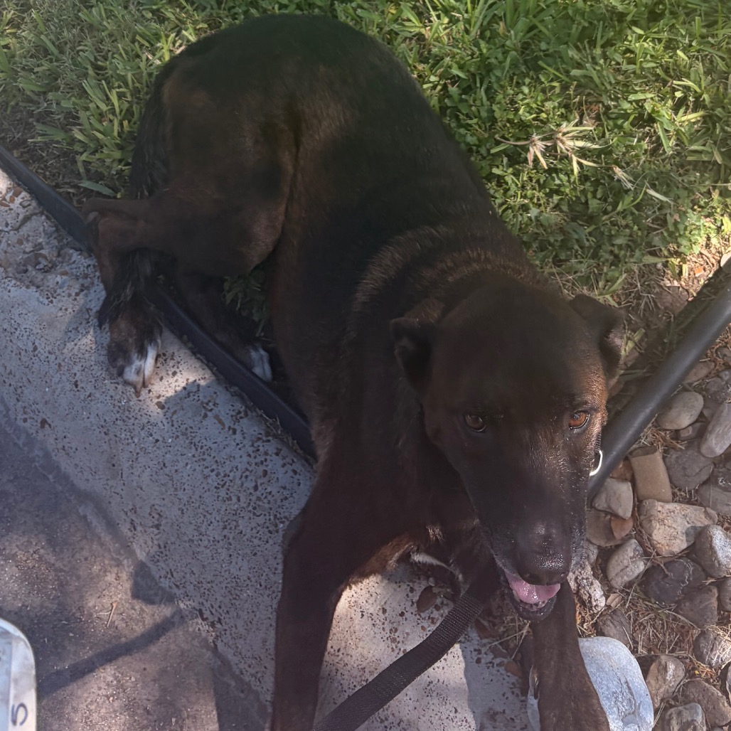 RUBY - Shepherd / Mix available for adoption