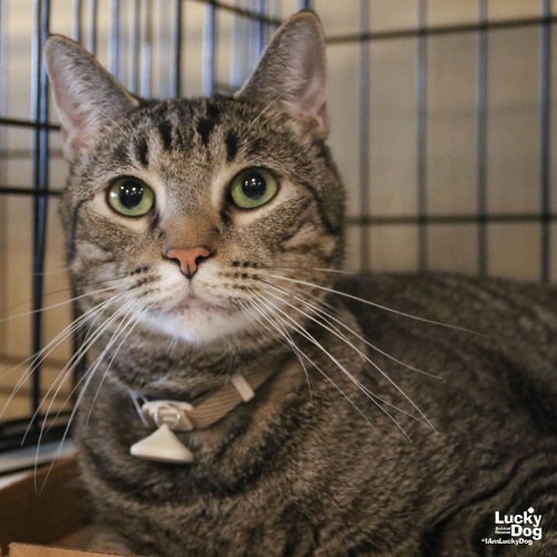 TY - Domestic Shorthair available for adoption
