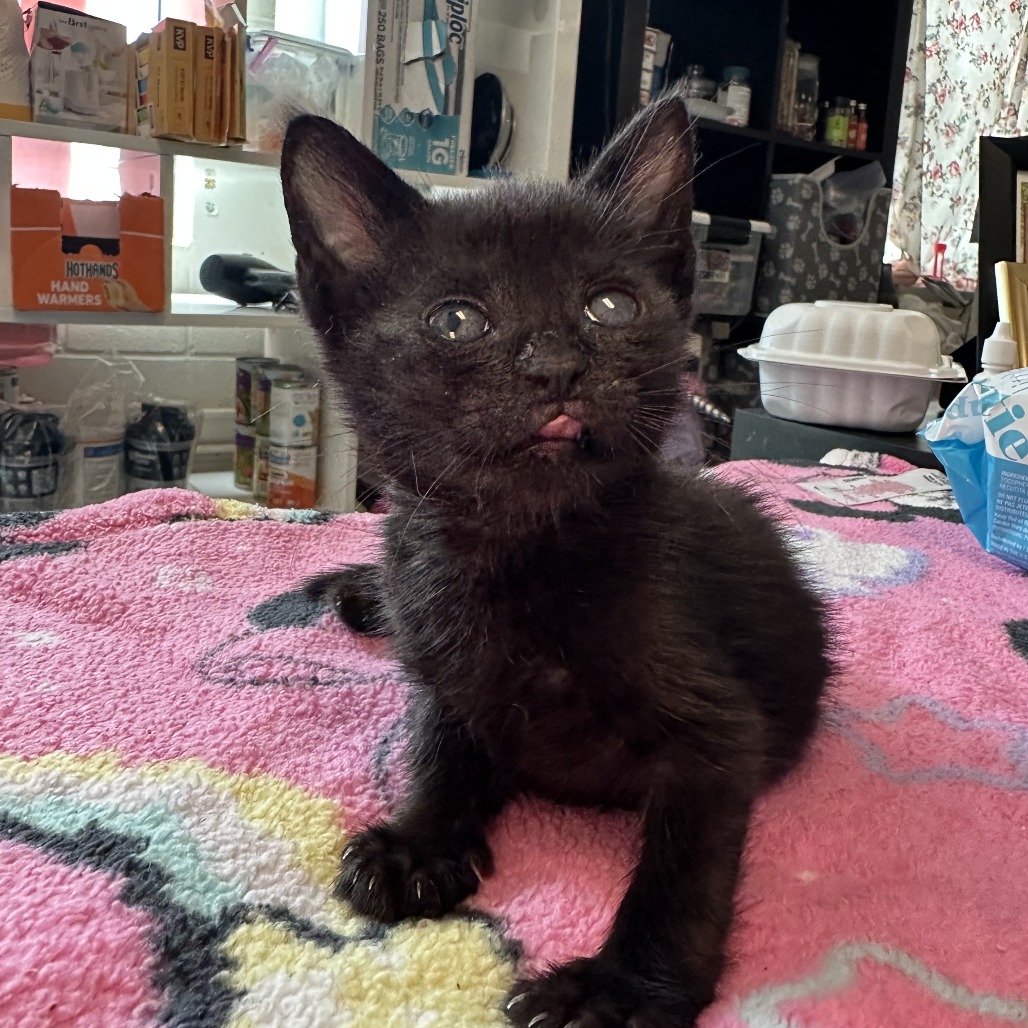 Skip - Domestic Shorthair