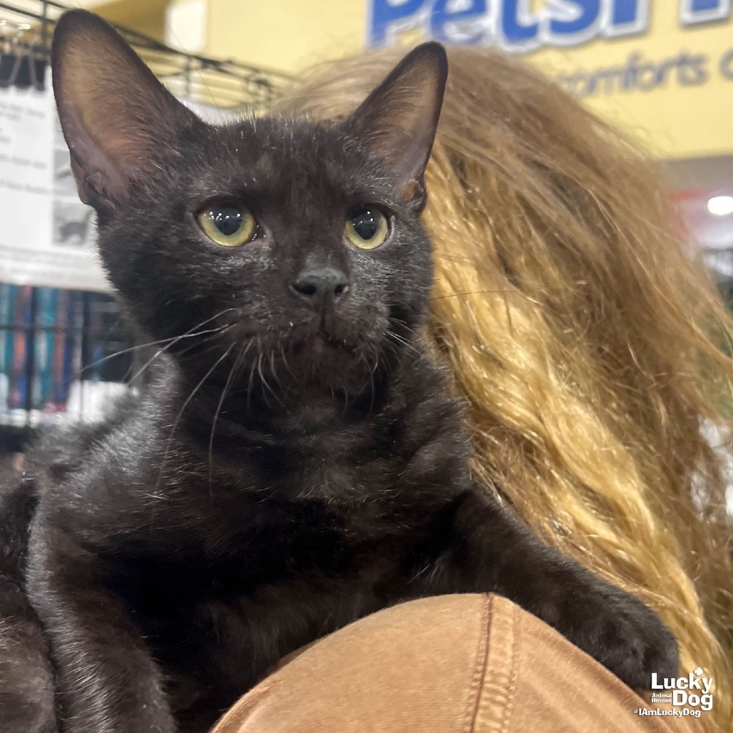 IRBY - Domestic Shorthair available for adoption