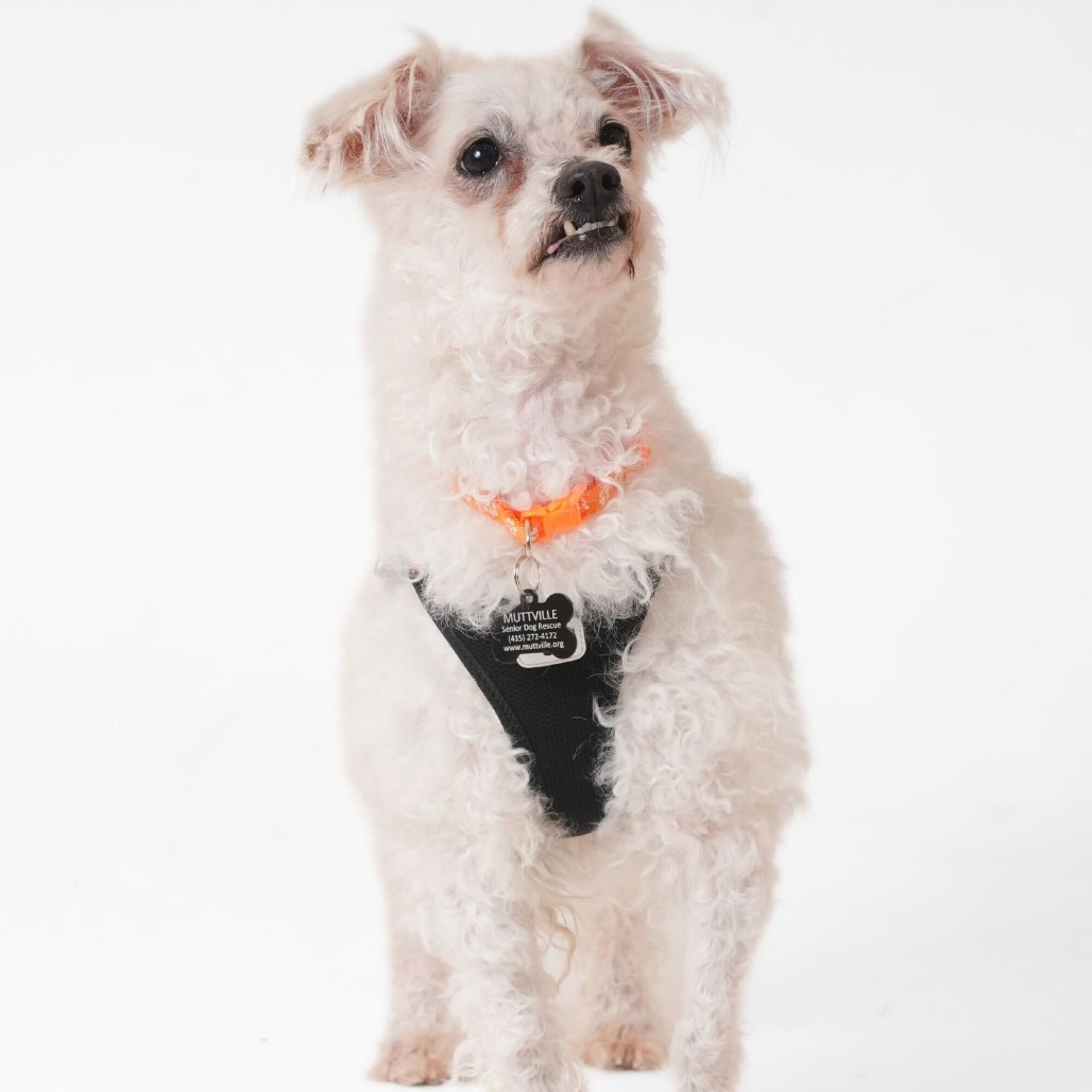 Almond Bark 13863 — thumbnail 5