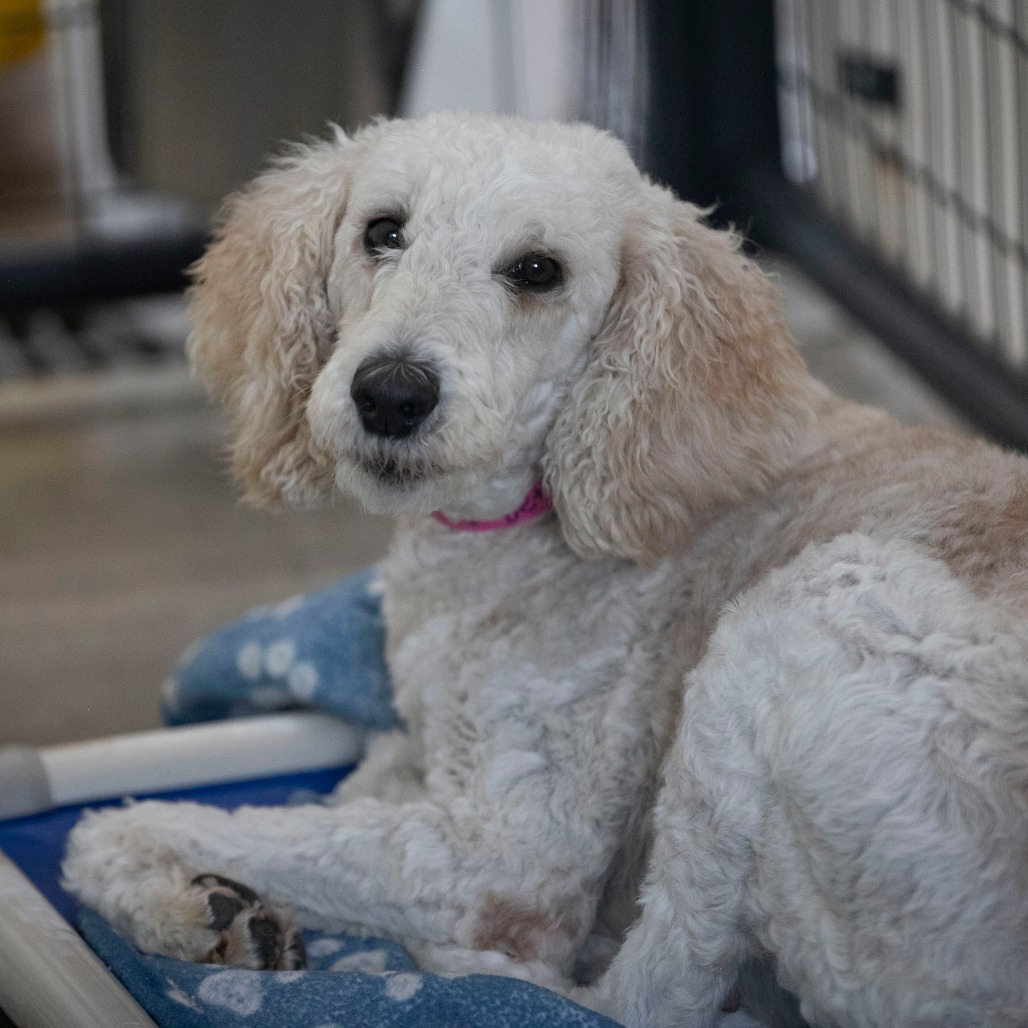BETTY (JY26-28) - Poodle / Standard available for adoption
