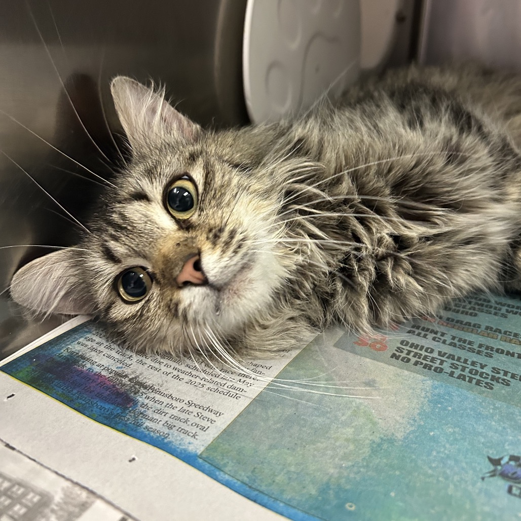 Dandelion — thumbnail 3