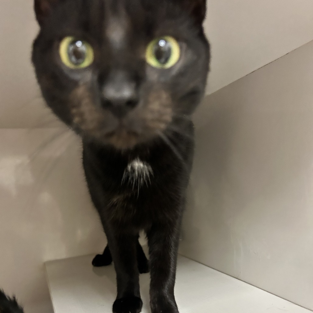 Baby - Domestic Shorthair