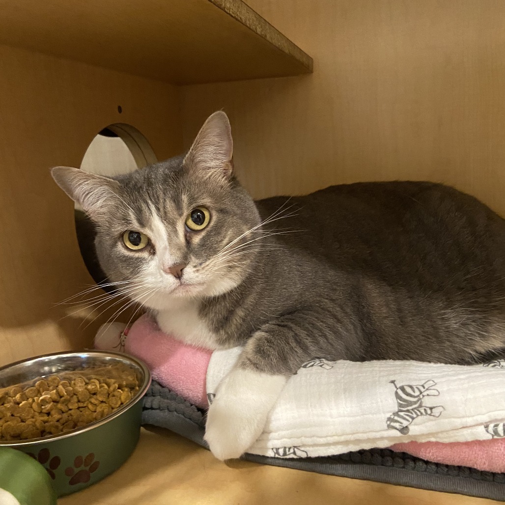 BASIL - Domestic Shorthair available for adoption