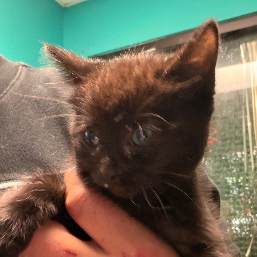 Emma, an adoptable cat at SPCA-BC