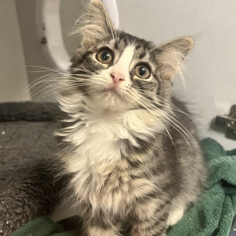 BIPP - Domestic Shorthair available for adoption