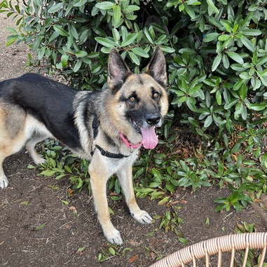Rosco, photo 3