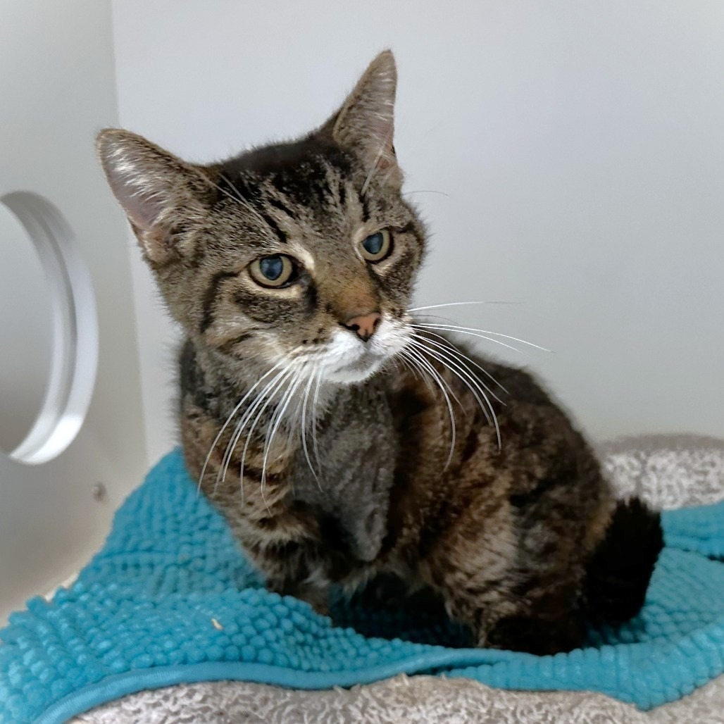 ETHEL - Domestic Shorthair available for adoption