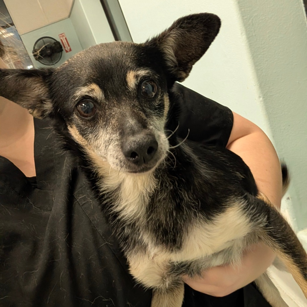 McMuffin — thumbnail 2