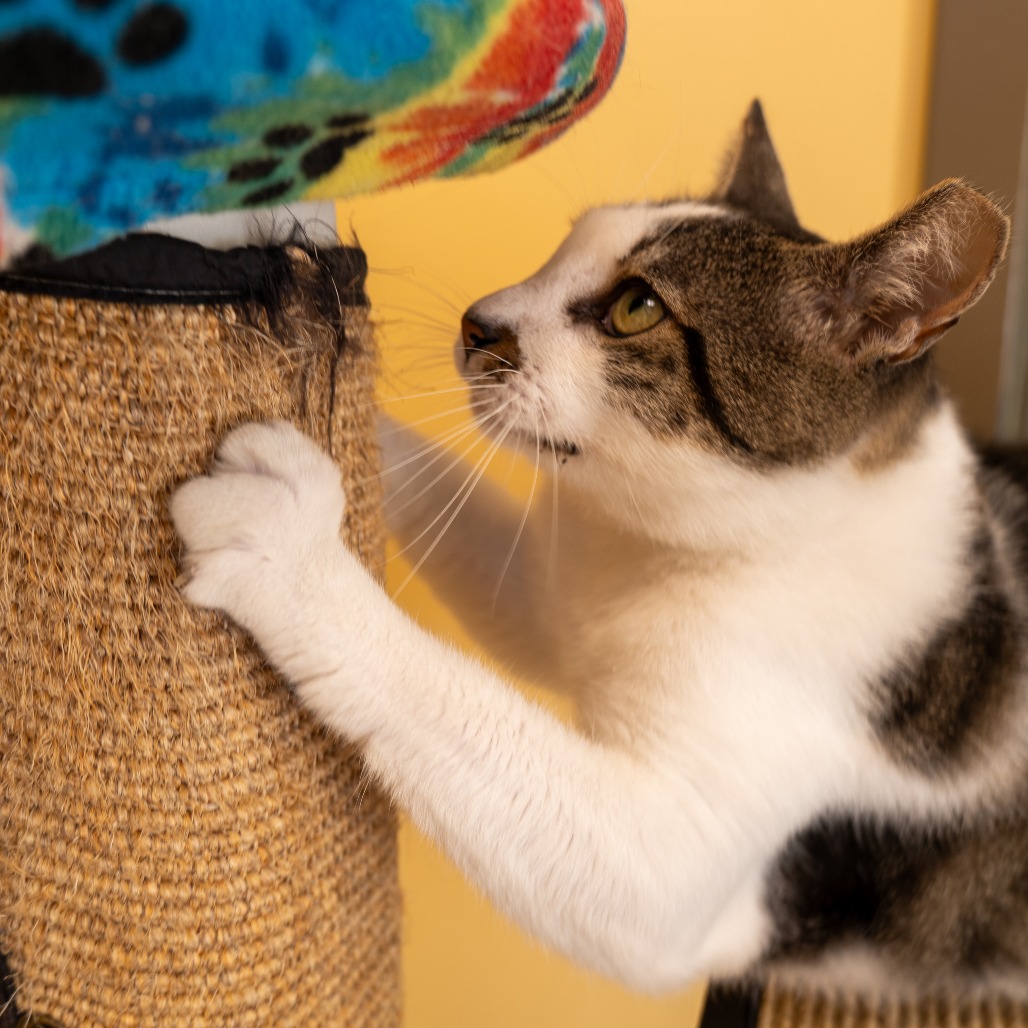 MONGOOSE - Domestic Shorthair available for adoption