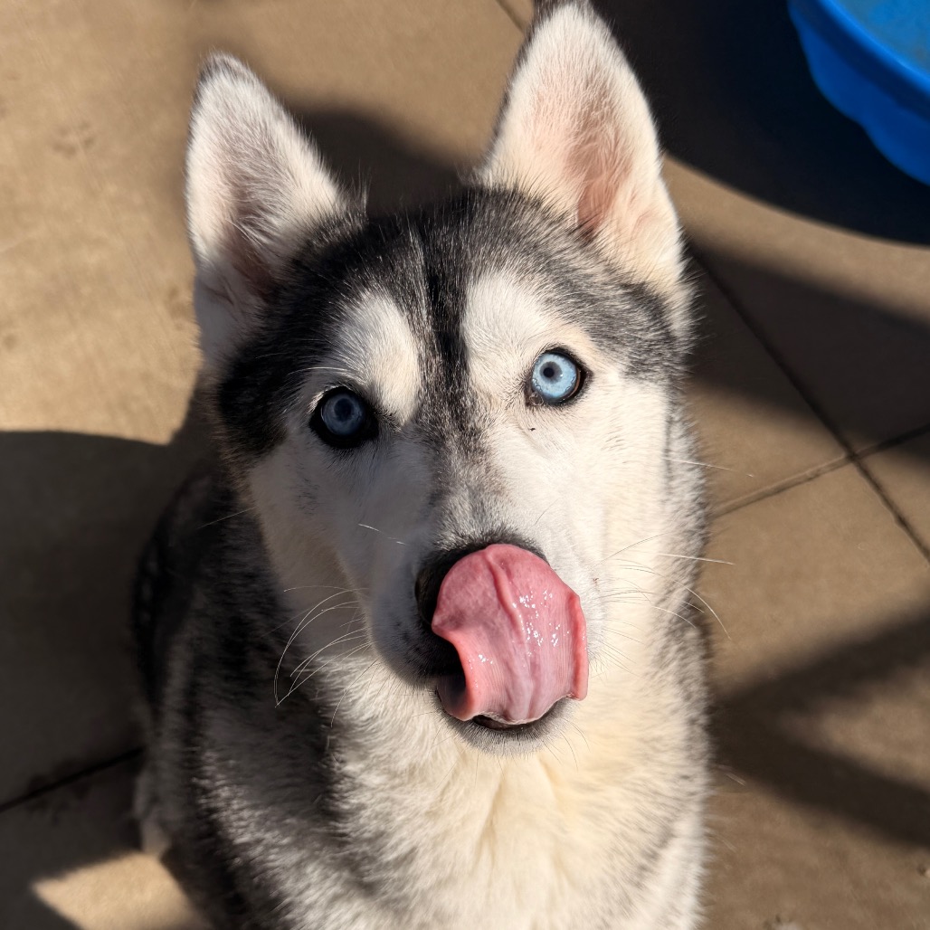 Maya