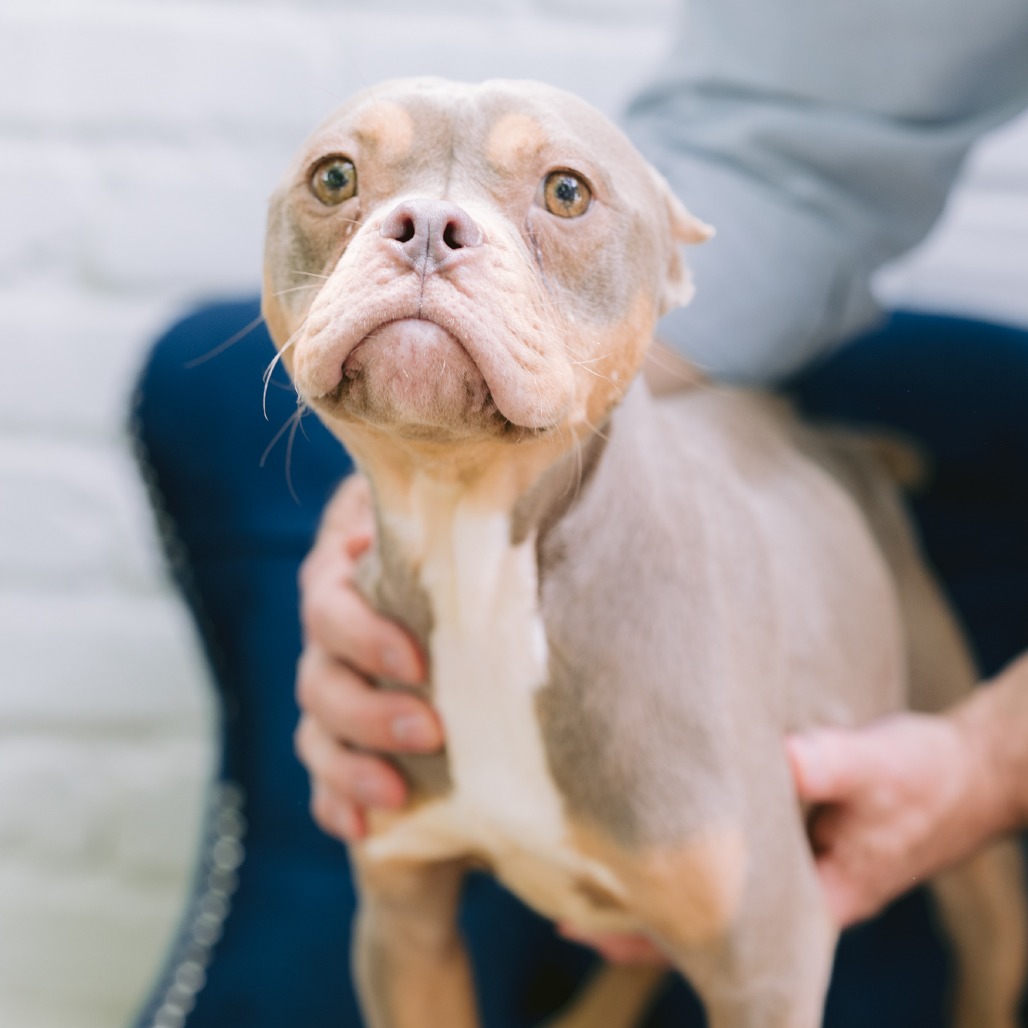 Pit Bull