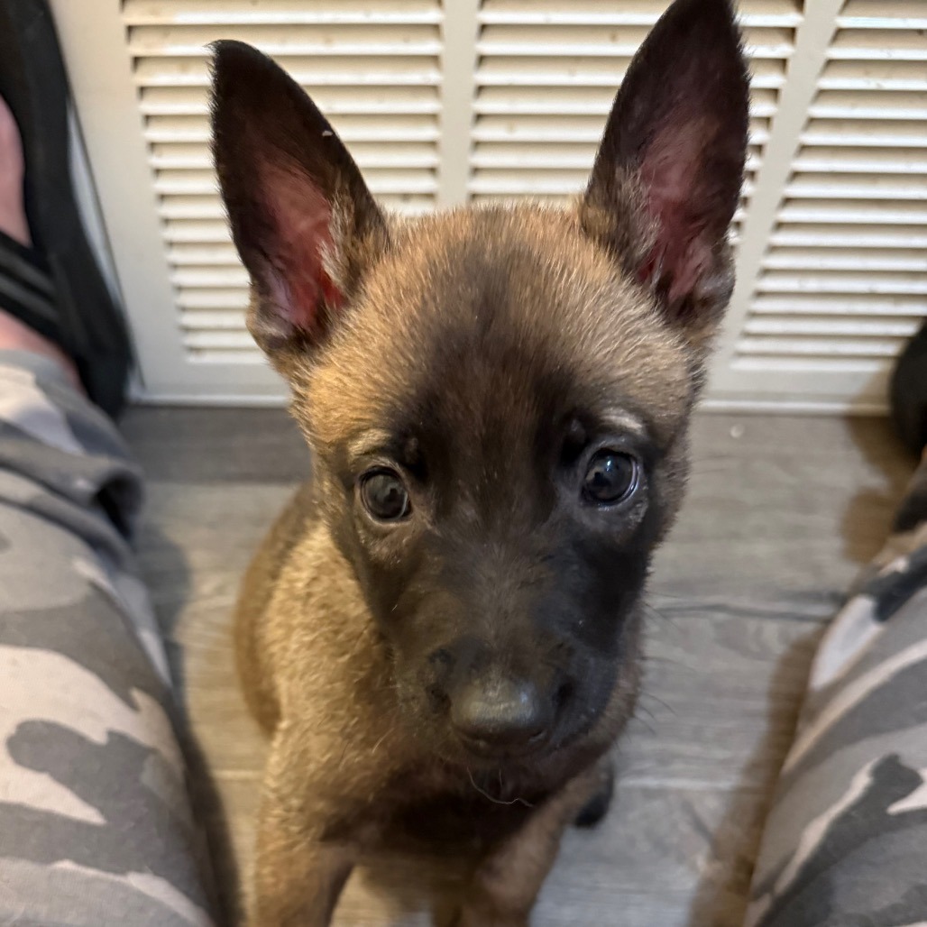 Kiki