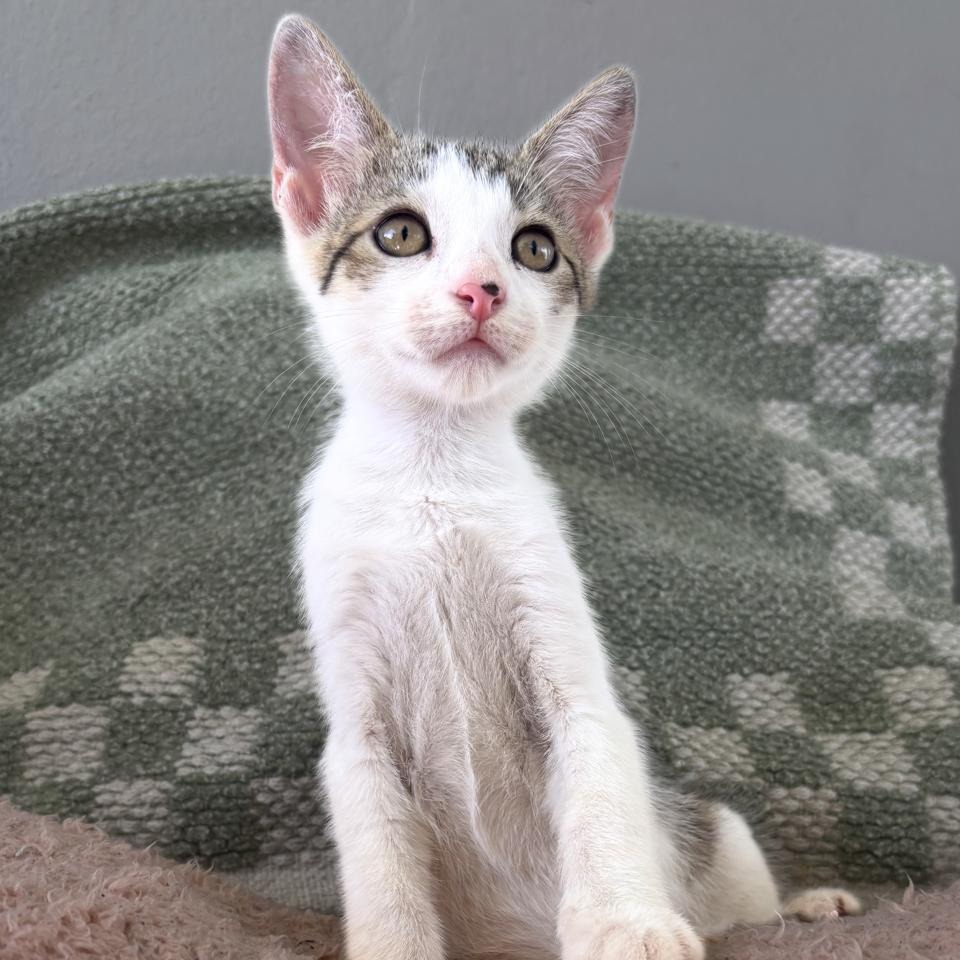 TINY SNICKERS - Domestic Shorthair available for adoption