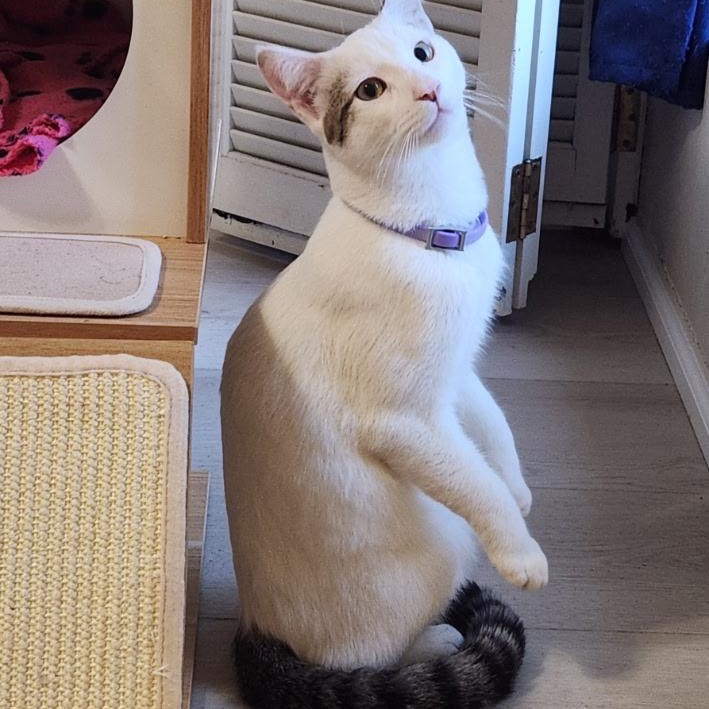 Spirit — thumbnail 3