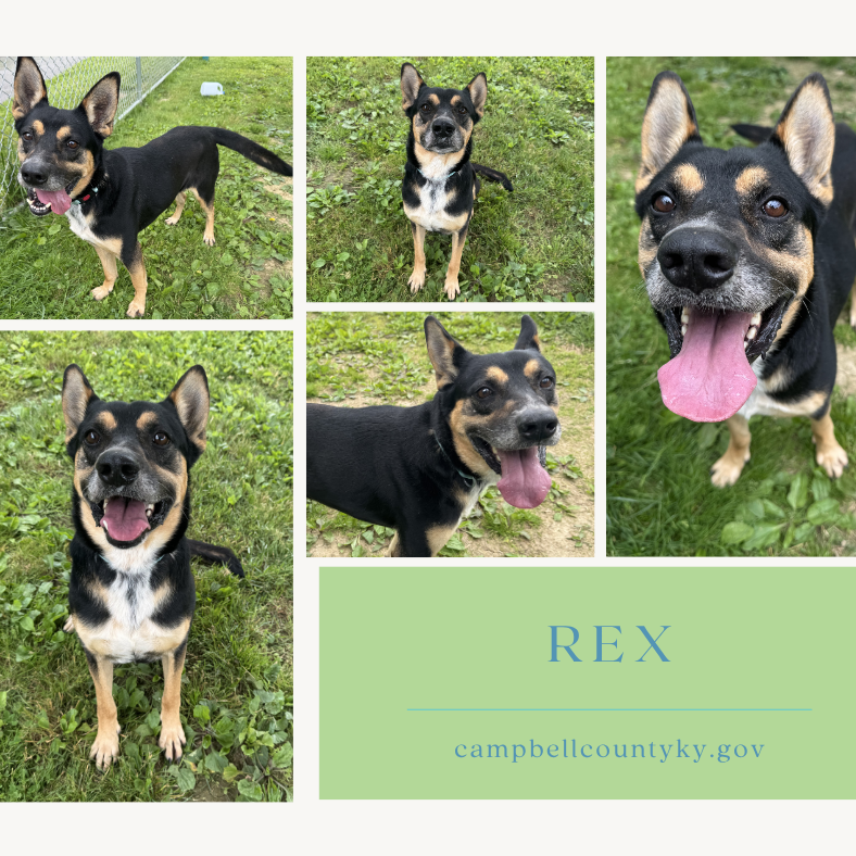 Rex