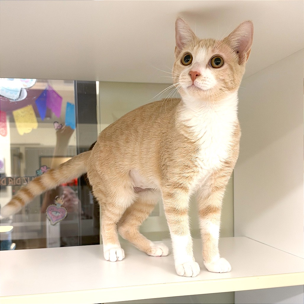 ANNIE - Domestic Shorthair / Mix available for adoption