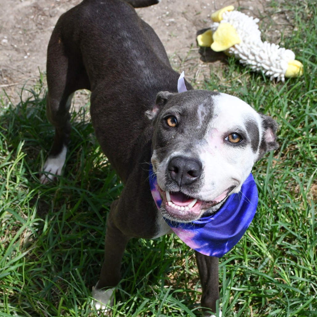 KHLOE - Terrier / Pit Bull available for adoption
