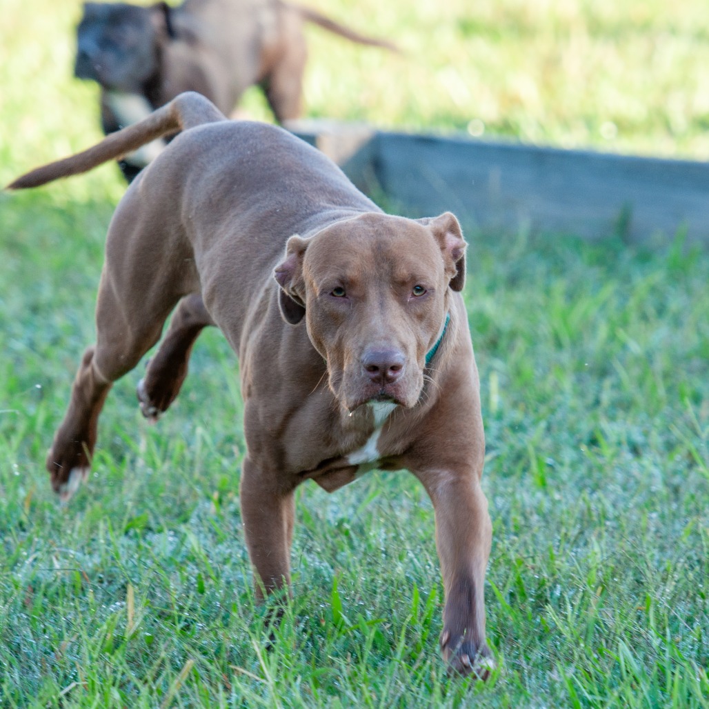 Hank, photo 5