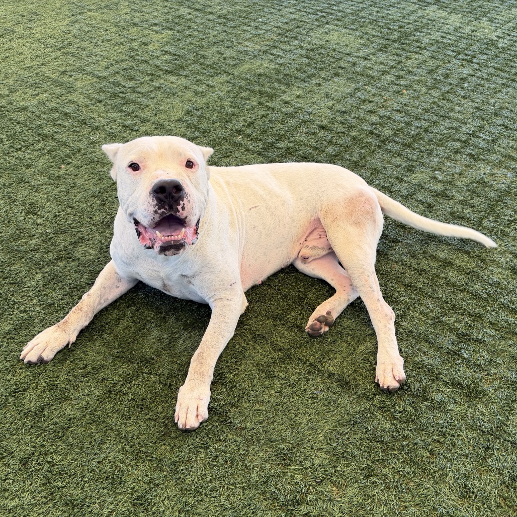 Dogo Argentino