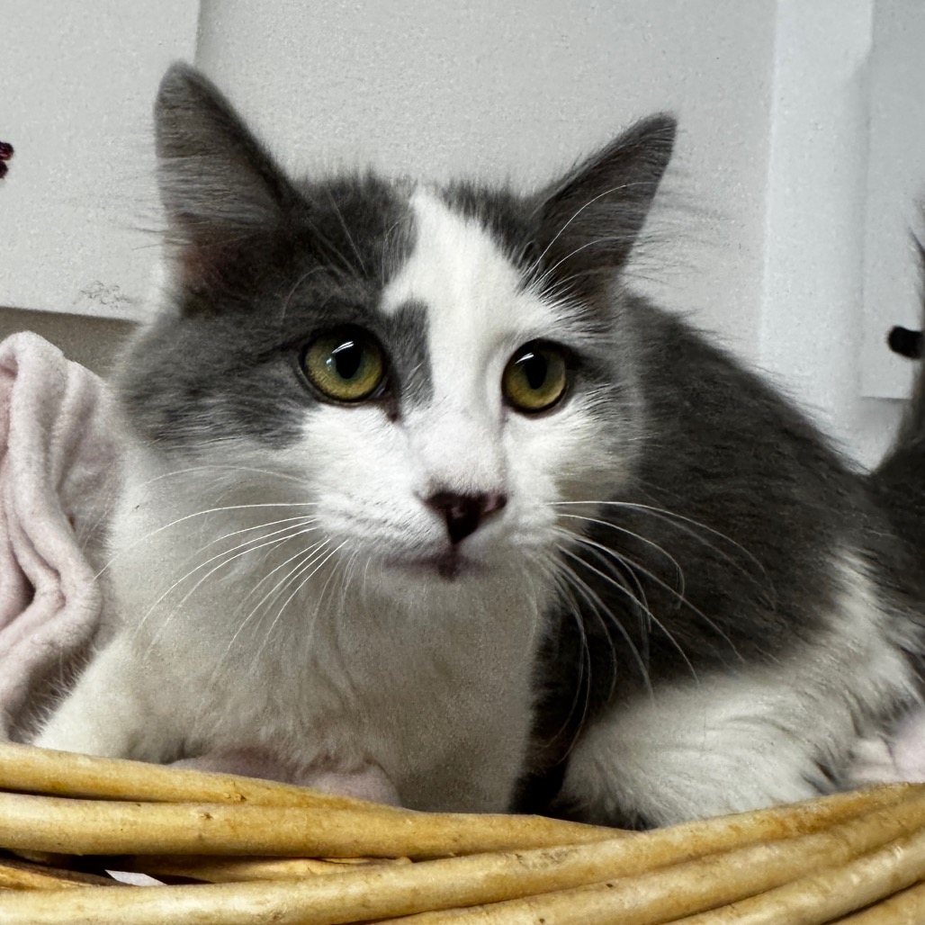 AUTUMN - Domestic Medium Hair available for adoption
