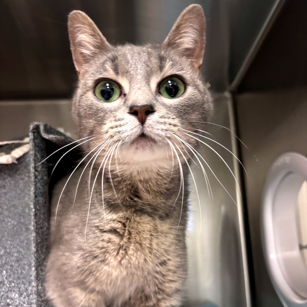 Dylan — thumbnail 4