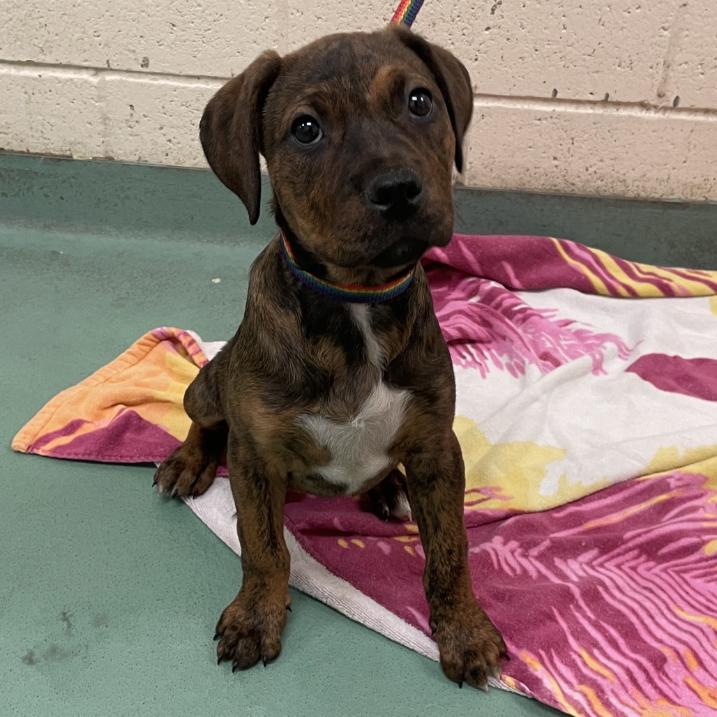 Penelope — thumbnail 8