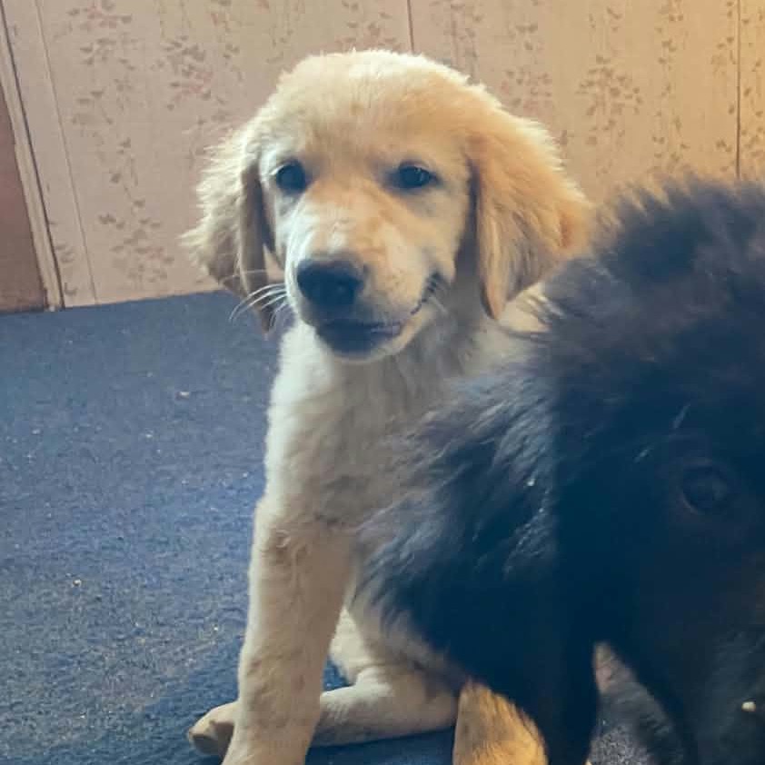 Belle, Mixed Breed (Large)/Retriever, Golden