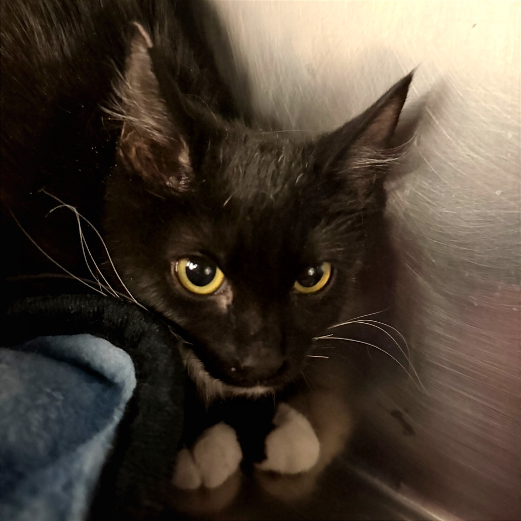 JULIET - Domestic Shorthair available for adoption