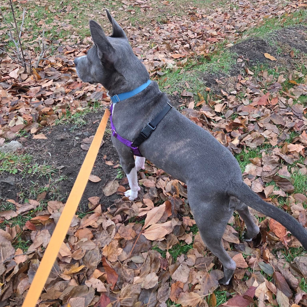 Photo of King Beetle 37