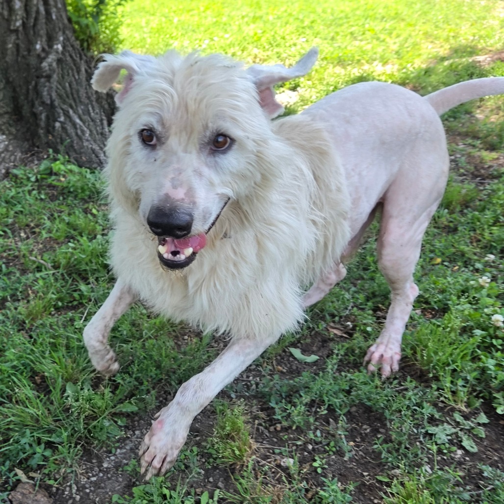 Shaggy photo 12