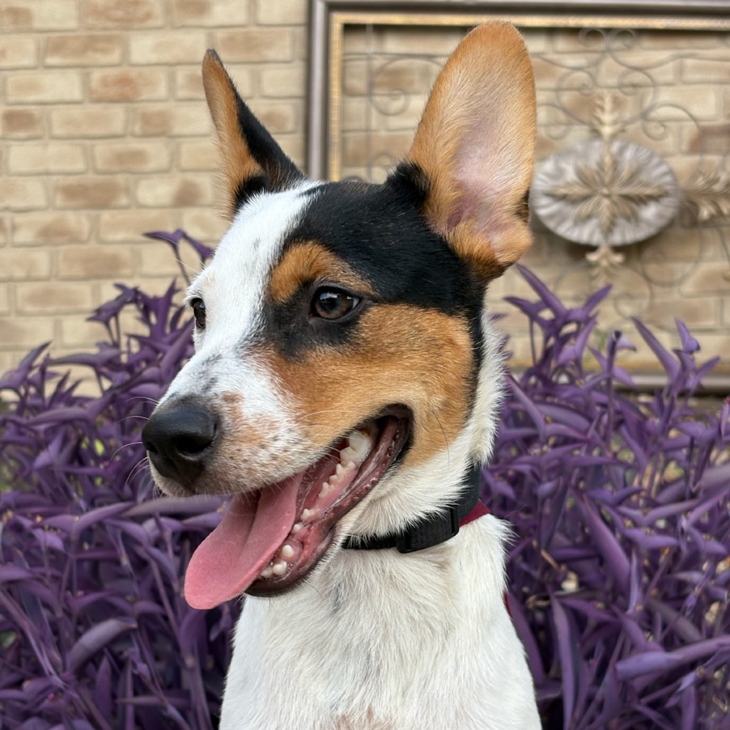 Baxter, photo 14