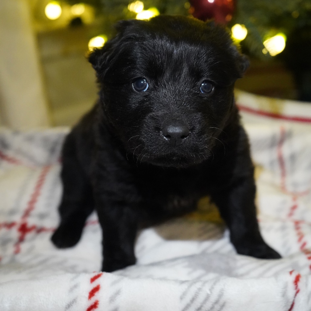 Tusc Stray 82883 2 3 4