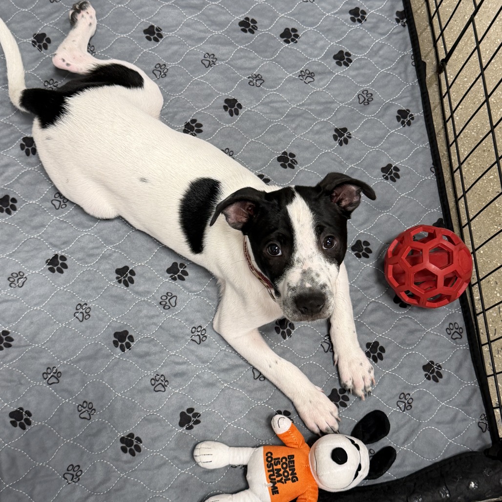 Petey, photo 3