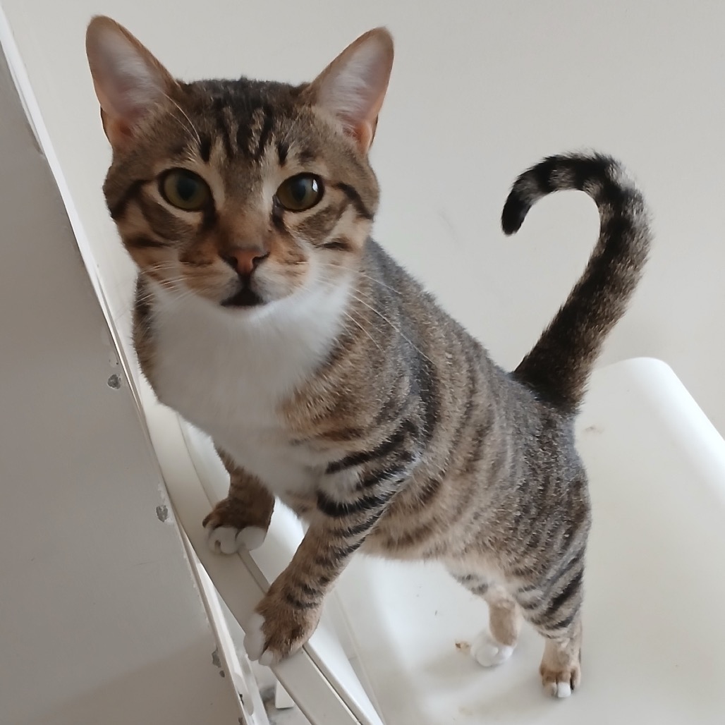 NORMAN - Domestic Shorthair / Bengal available for adoption