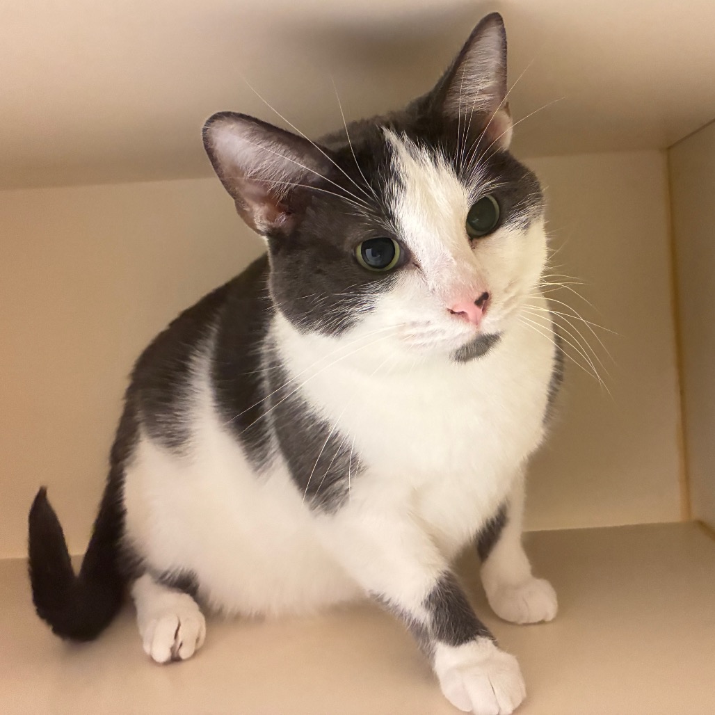 CHARLIE BROWN - Domestic Shorthair available for adoption