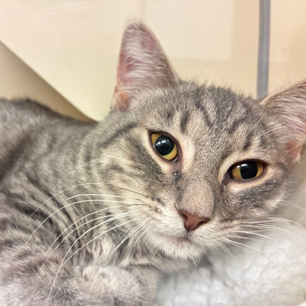 BIRCH - Domestic Shorthair available for adoption