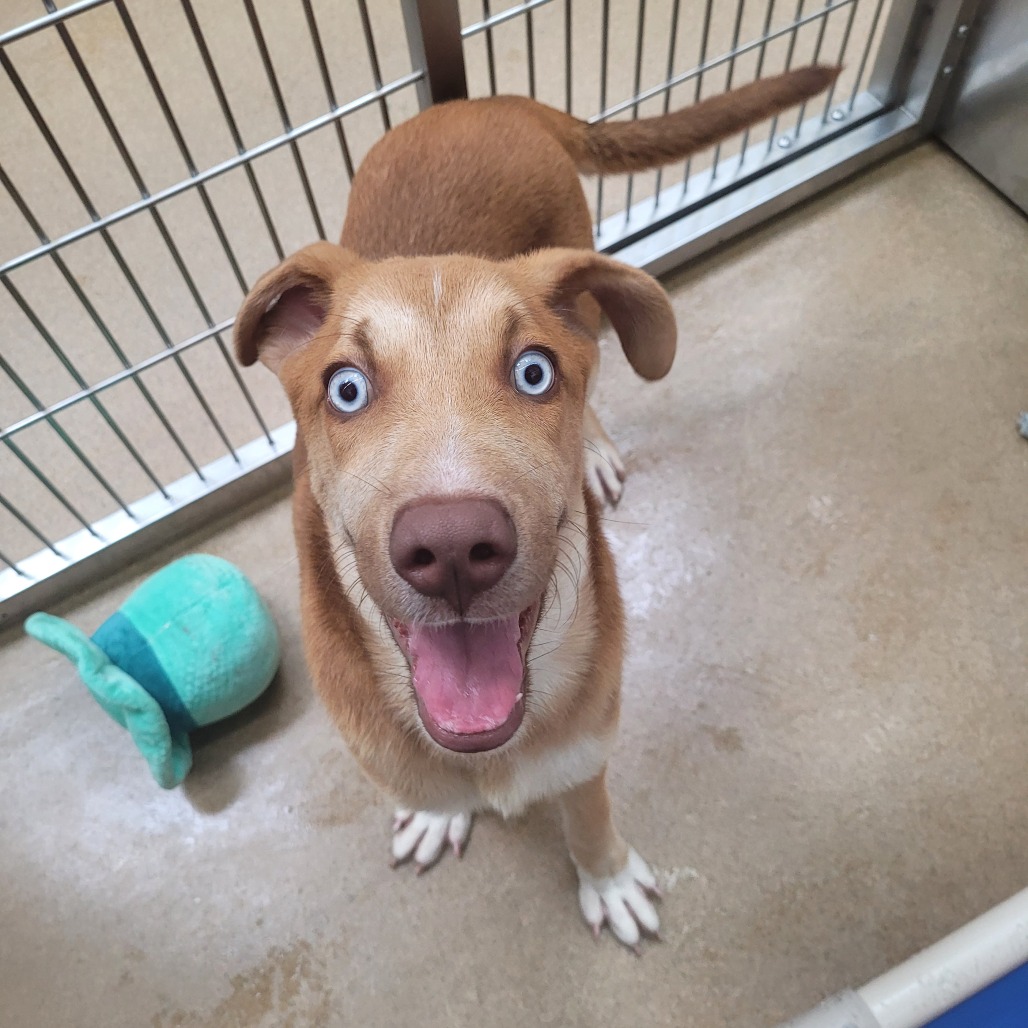 Photo of Hank, a dog adopted from Gulf Coast Humane Society