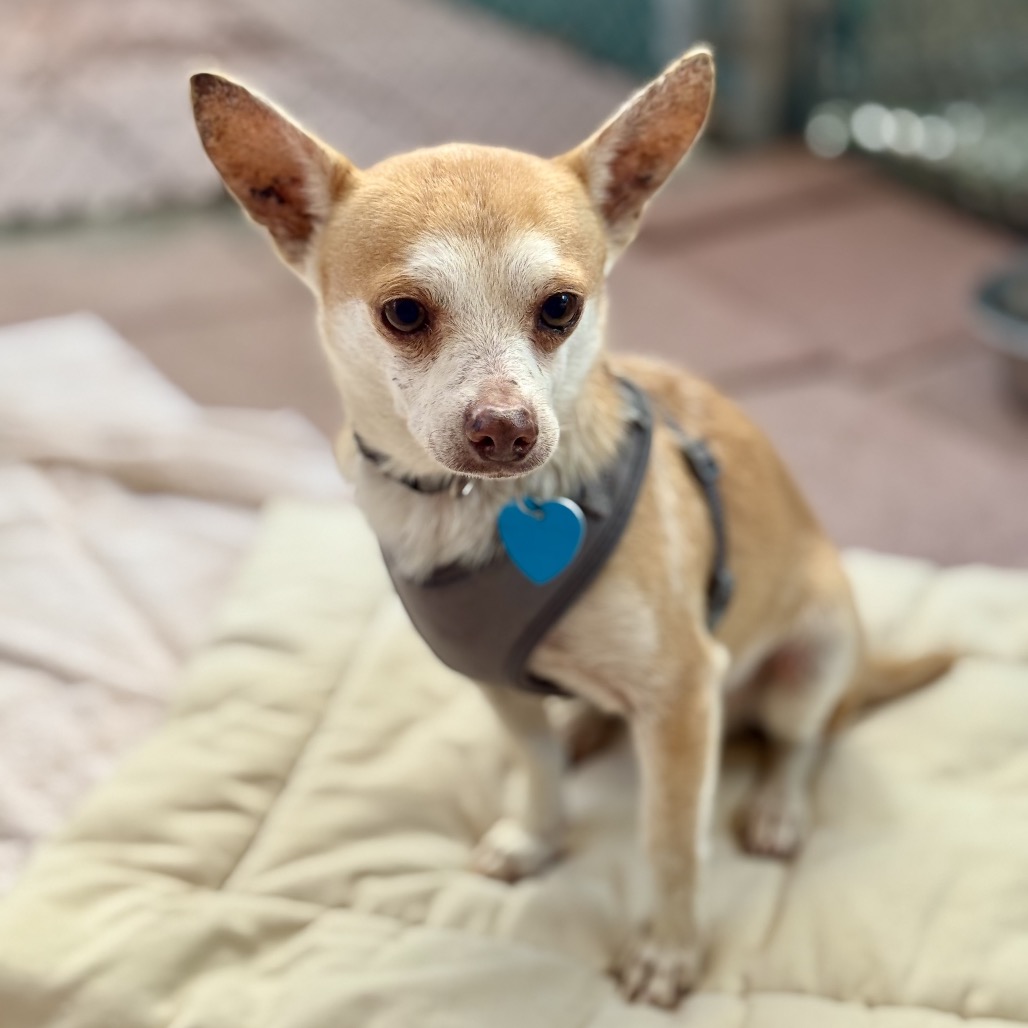 Close-up photo of Fieto