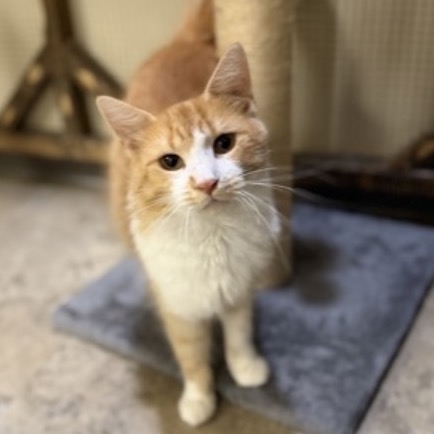 HOMESTEAD-AT PETSMART MADISON EAST - Domestic Longhair available for adoption