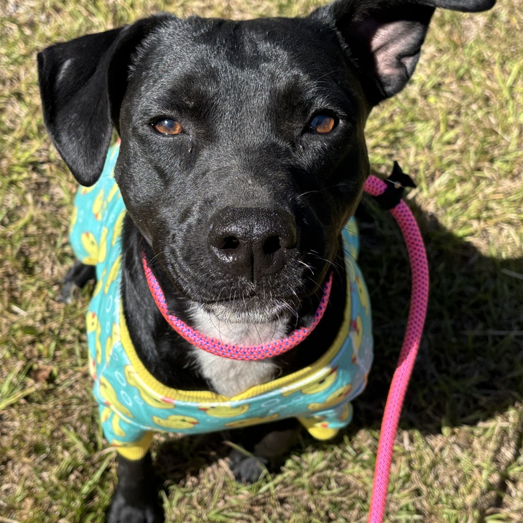 Tia (waiting for 1 1/2 years), photo 13
