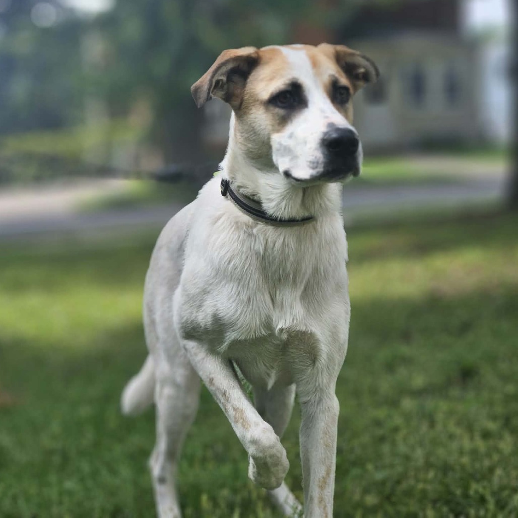Darcy, a Mixed Breed (Medium)