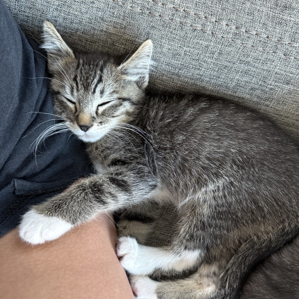 CHECKERS - Domestic Shorthair available for adoption