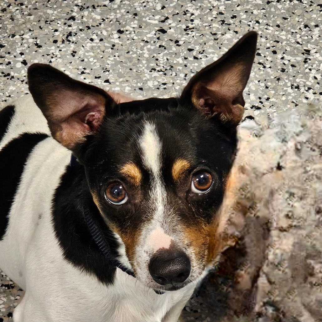 CARLOS - Terrier, Jack Russell / Mixed Breed (Small) available for adoption