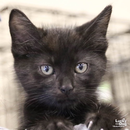 TODD - Domestic Shorthair available for adoption