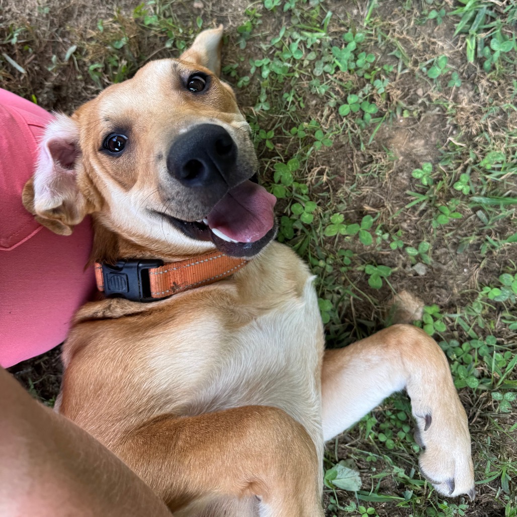 ALPHARETTA - Dottie, photo 4