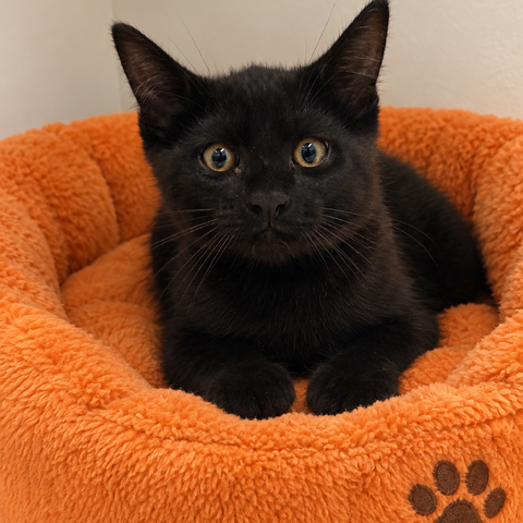 Pip the Cat